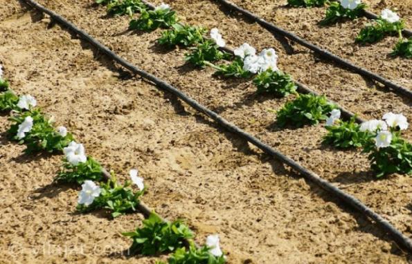 فروش عمده شیلنگ های آبیاری قطره ای