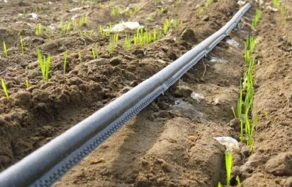 قیمت شیلنگ آبیاری قطره ای | عرضه بهترین شیلنگ های کشاورزی