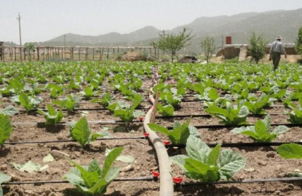 فروشنده شیلنگ آبیاری قطره ای ارزان قیمت